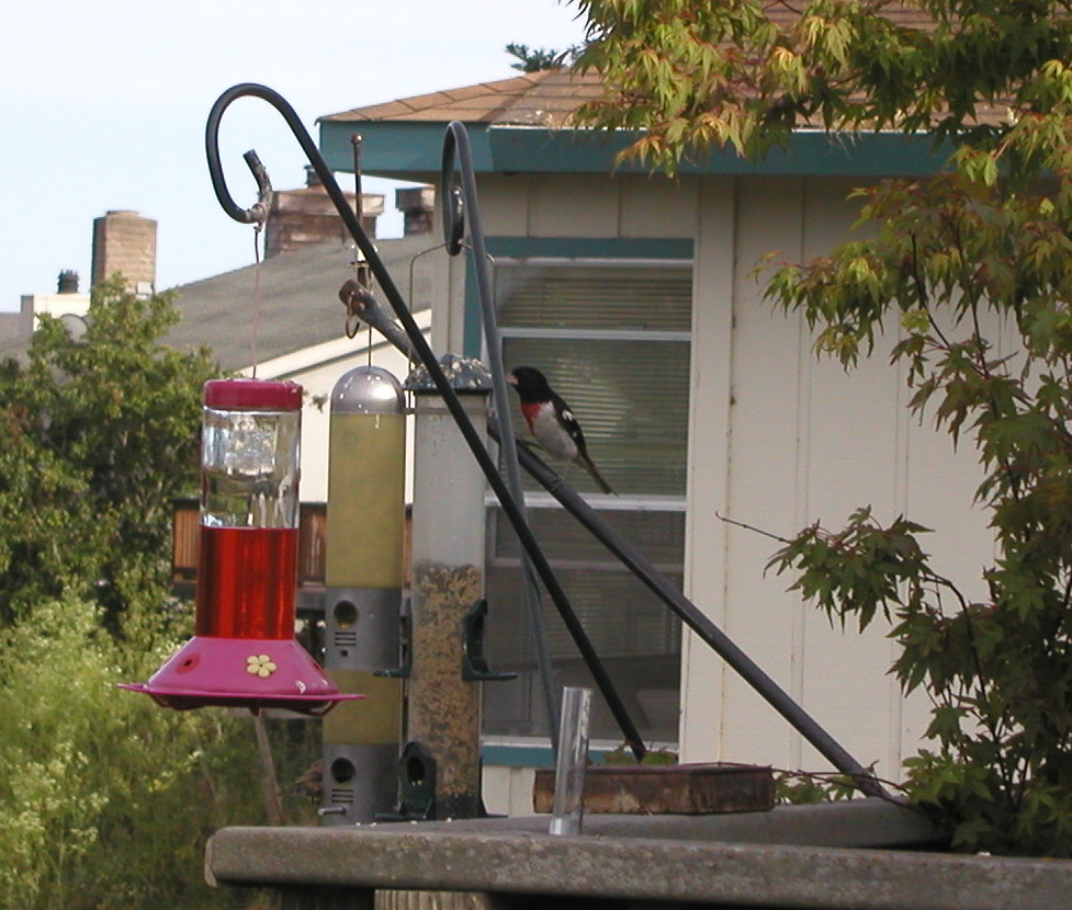 Rose-breasted grosbeak