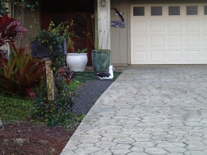 Laysan albatross right next to the driveway!