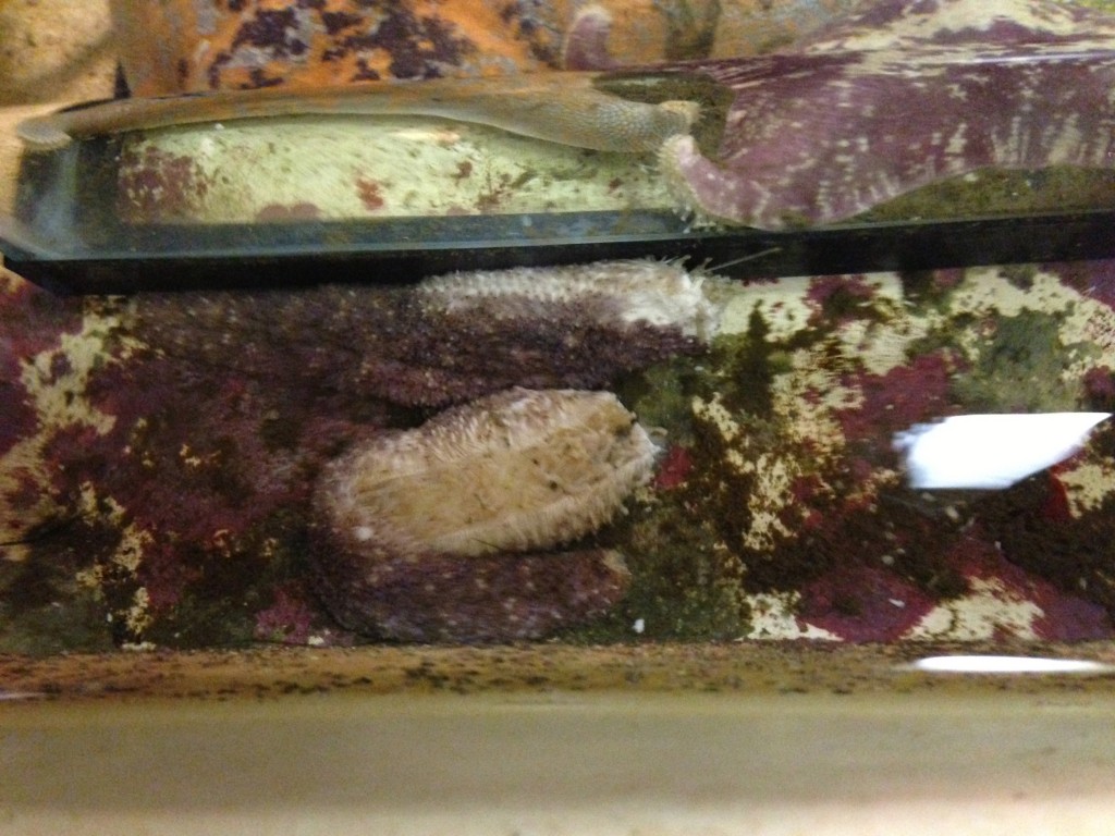 Autotomized arms of Pisaster ochraceus ©2013 Allison J. Gong