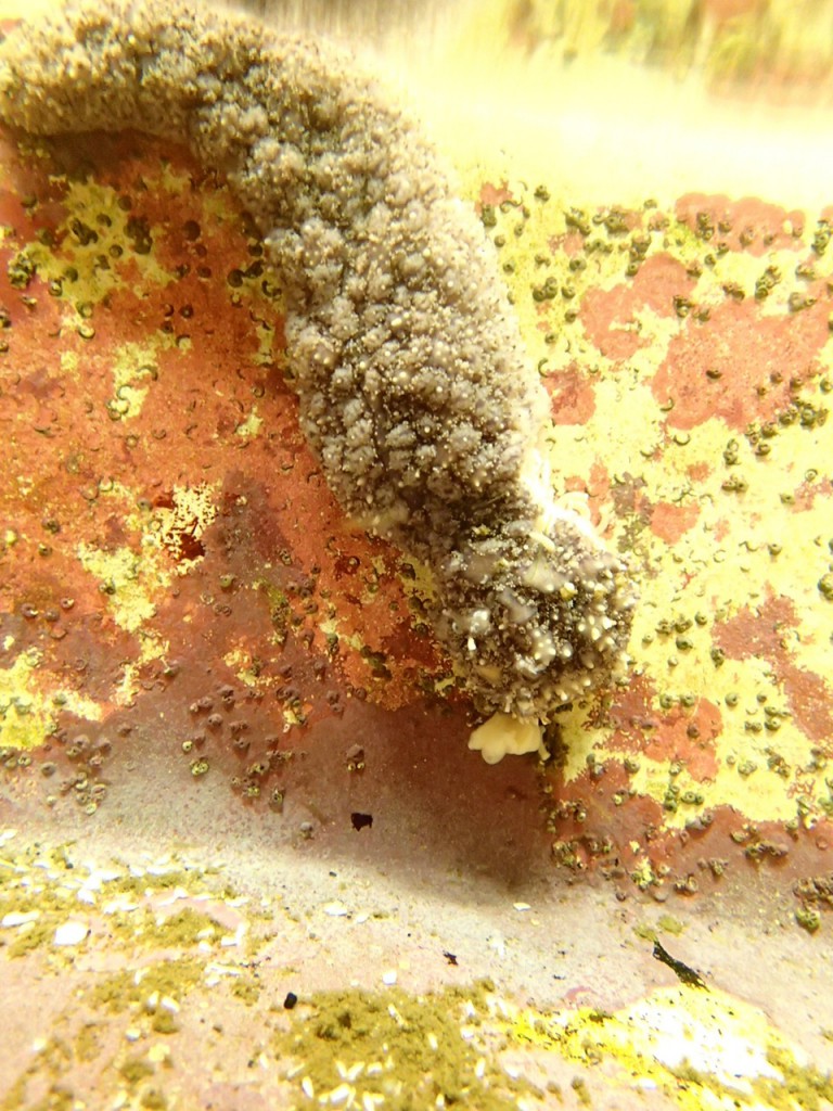 Remains of Pisaster ochraceus that has lost four arms. ©2013 Allison J. Gong