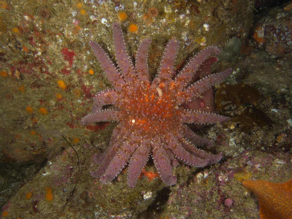 Pycnopodia helianthoides ©2013 Ralph Wolf