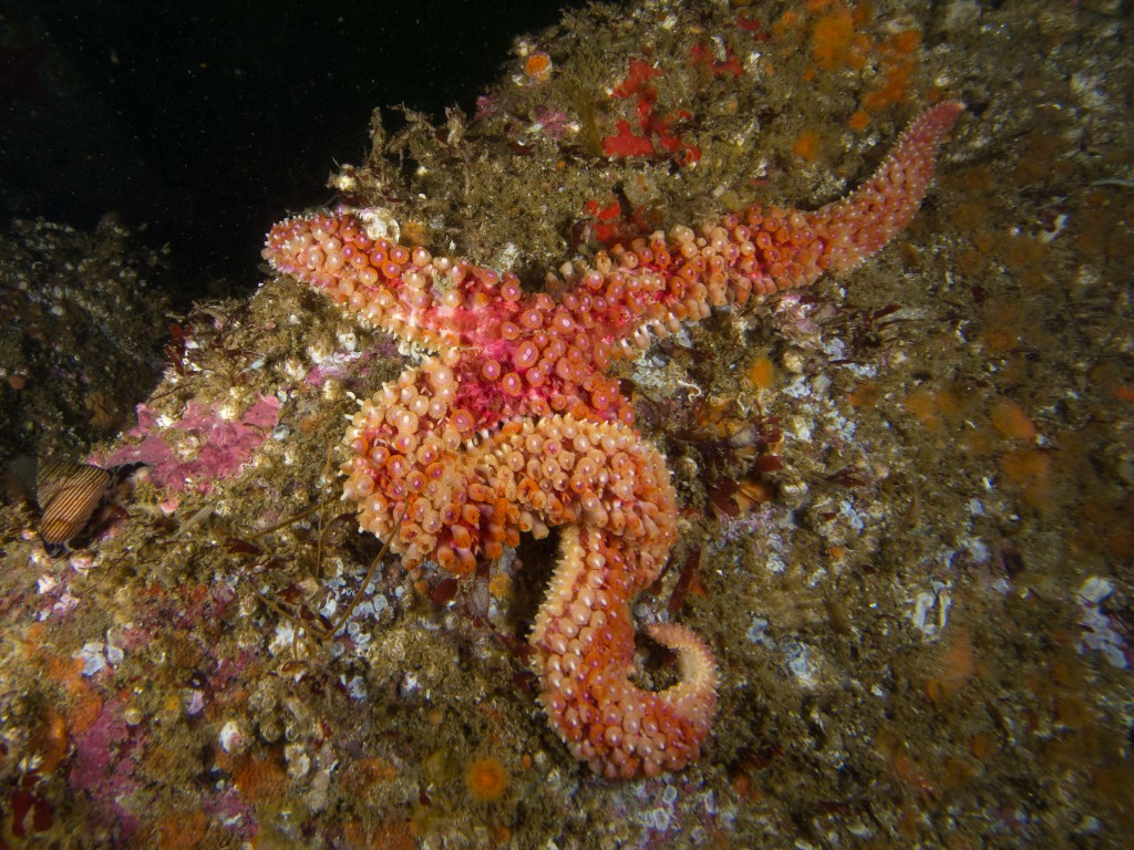 Orthasterias koehleri ©2013 Ralph Wolf