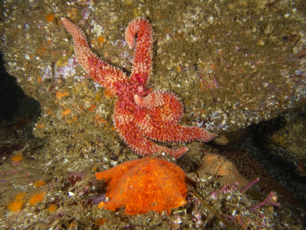 Orthasterias koehleri ©2013 Ralph Wolf
