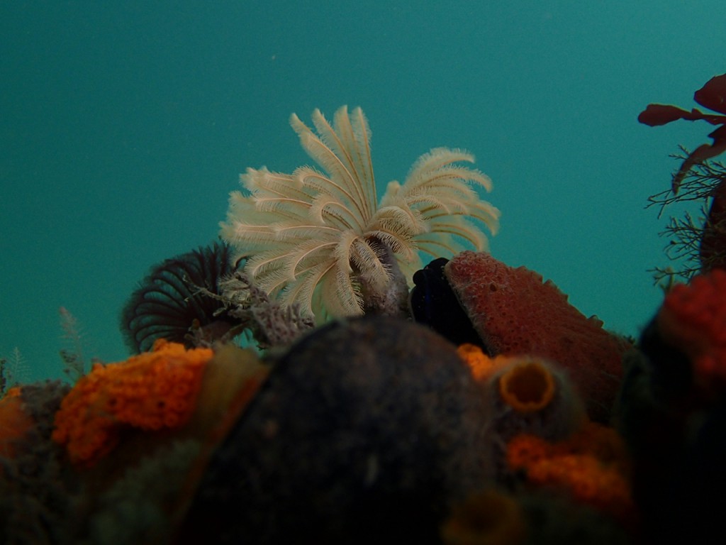 Feather duster worm, Eudistylia vancouveri, easily one of the most conspicuous animals on the docks.