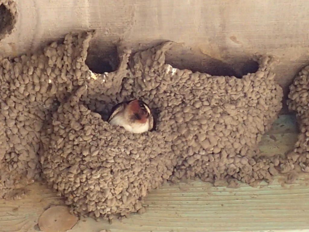 Two cliff swallow nest (left) and one barn swallow nest (right)