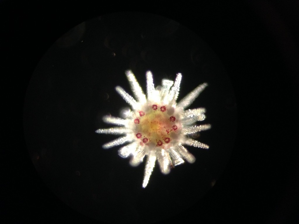Juvenile sea urchin (Strongylocentrotus purpuratus), age 66 days, 27 March 2015. © Allison J. Gong