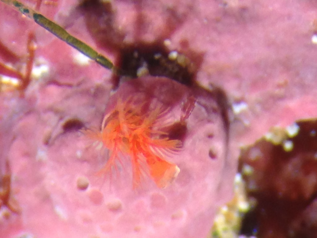 Spirorbid polychaete worm on coralline rock, 18 May 2015. © Allison J. Gong