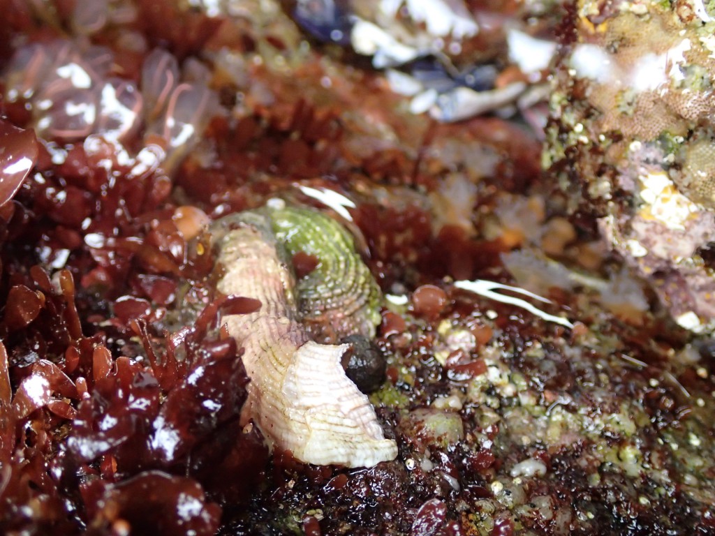 Serpulorbis squamigerus at Point Piños, 9 May 2015. © Allison J. Gong