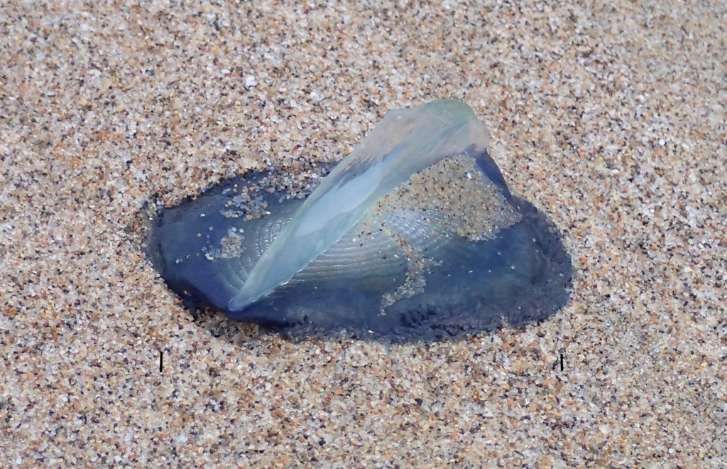 Single Velella velella washed up on beach at Franklin Point, 22 April 2015. © Allison J. Gong