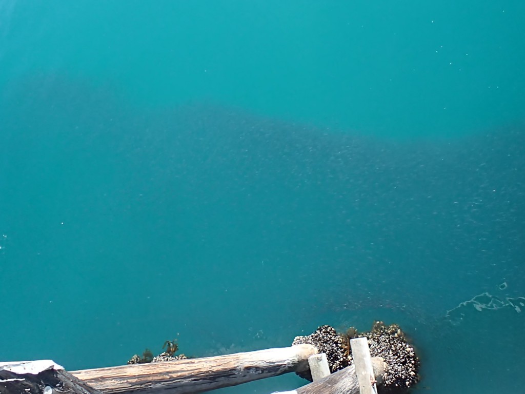 School of bait fish on the east side of the Santa Cruz Municipal Wharf, 24 July 2015. © Allison J. Gong