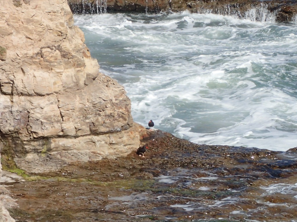 Black oystercatchers (Haematopus bachmani) at Natural Bridges. 20 September 2015 © Allison J. Gong