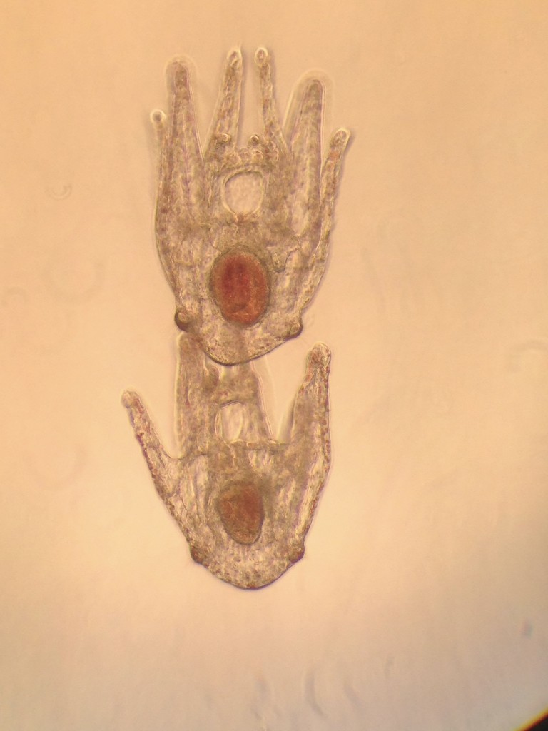 Pair of 24-day-old pluteus larvae of the purple sea urchin, Strongylocentrotus purpuratus. 28 November 2015 © Allison J. Gong