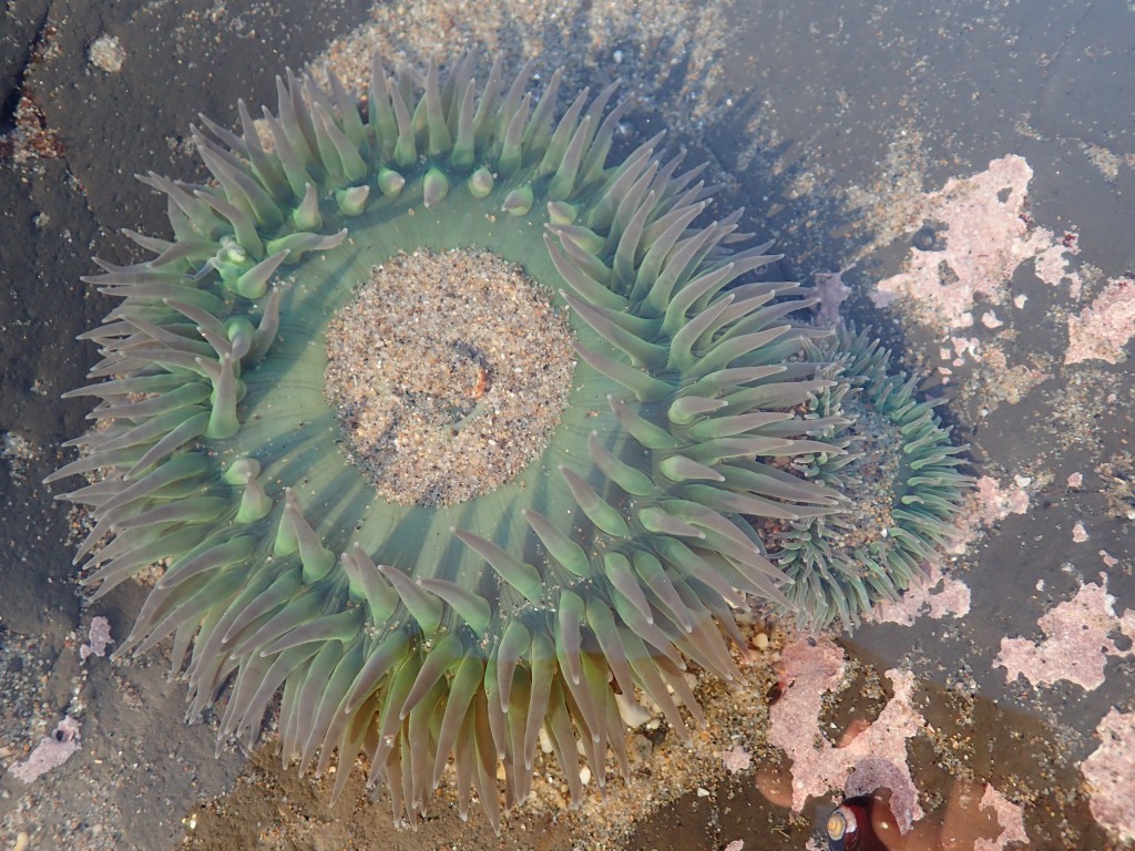 One large and one small Anthopleura xanthogrammica 7 February 2016 © Allison J. Gong