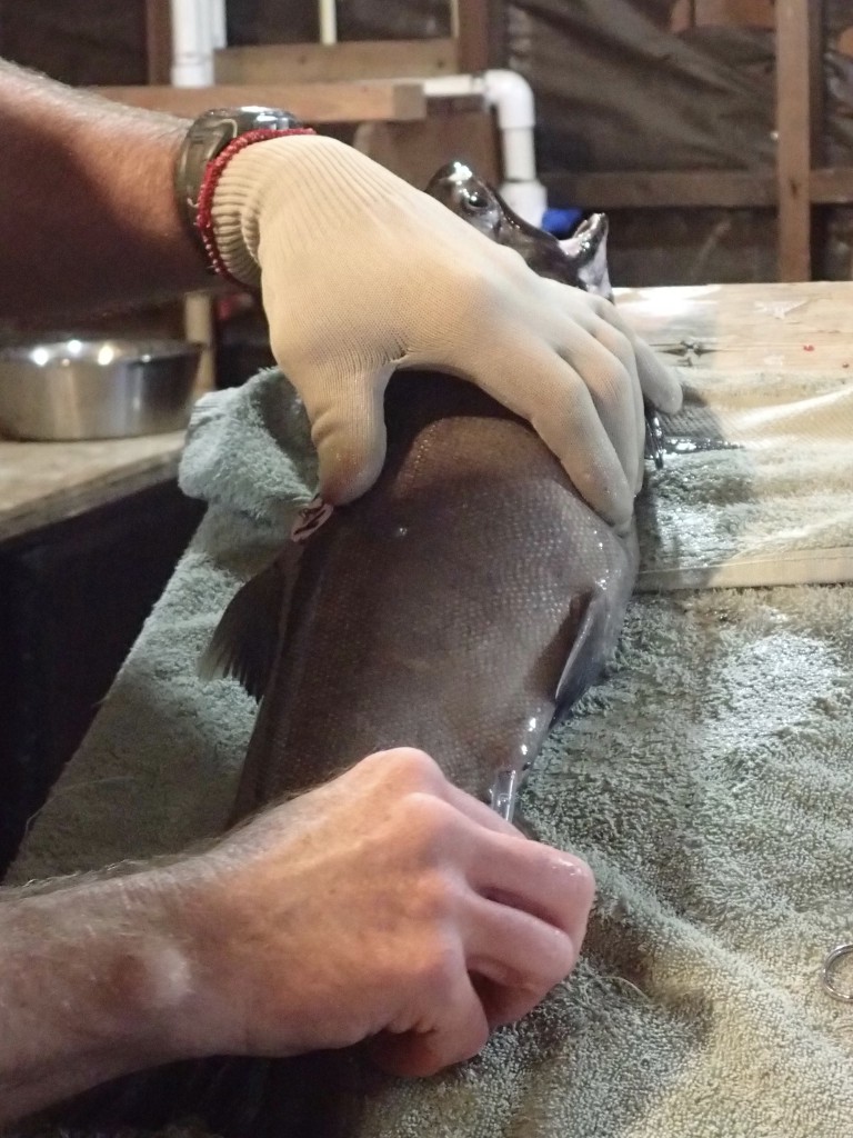 Collecting a sample of ovarian fluid from a ripe coho hen. 19 February 2016 © Allison J. Gong