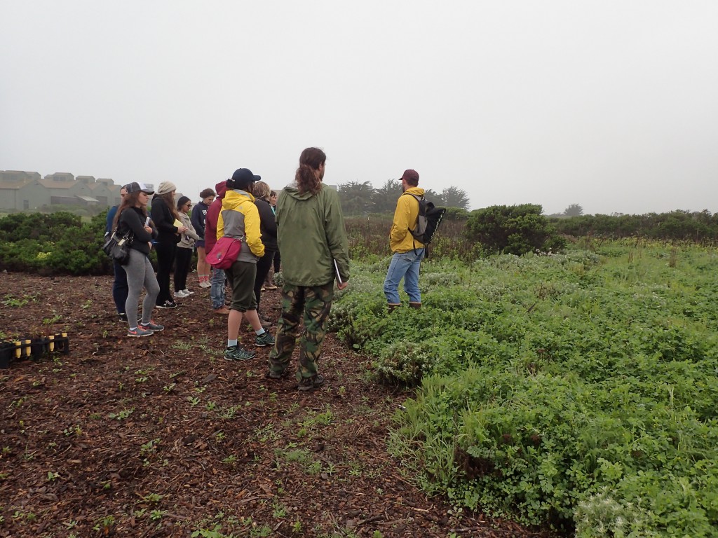 On the right: Plants that my students and I planted last year. On the left: Plants that were set out about a week ago. Younger Lagoon Reserve. 4 March 2016 © Allison J. Gong