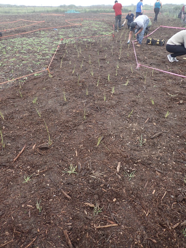 Native grasses my students and I planted at Younger Lagoon Reserve. 4 March 2016 © Allison J. Gong