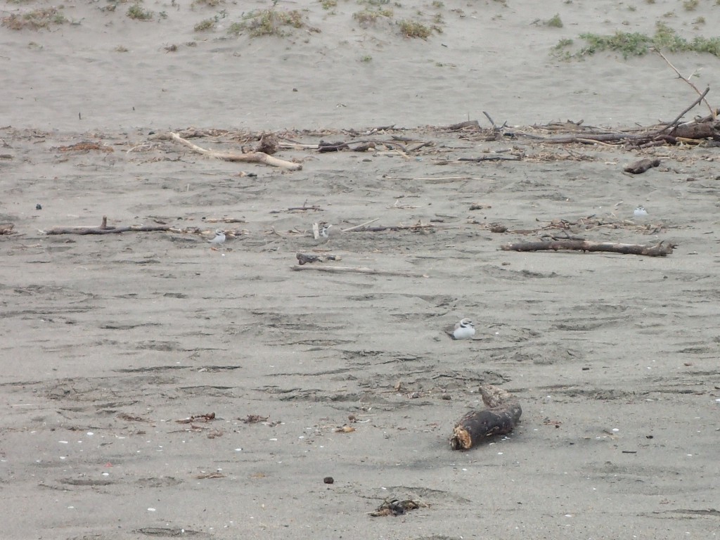 Snowy plovers (Charadrius nivosus) at Moss Landing State Beach. 18 March 2016 © Allison J. Gong