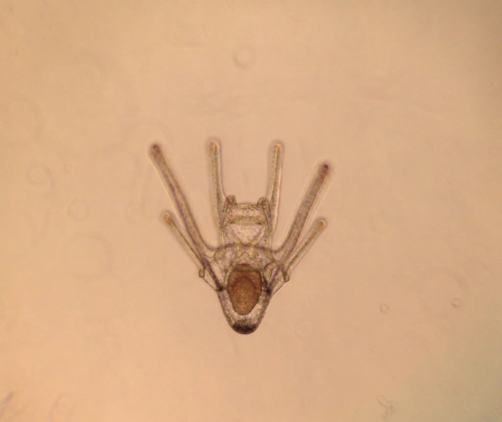 Pluteus larva of Dendraster excentricus, age 9 days. 1 April 2016 © Allison J. Gong