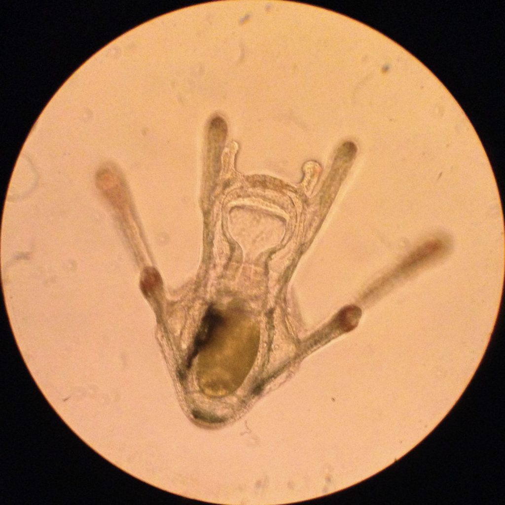 Pluteus larva of D. excentricus, age 23 days. 15 April 2016 © Allison J. Gong