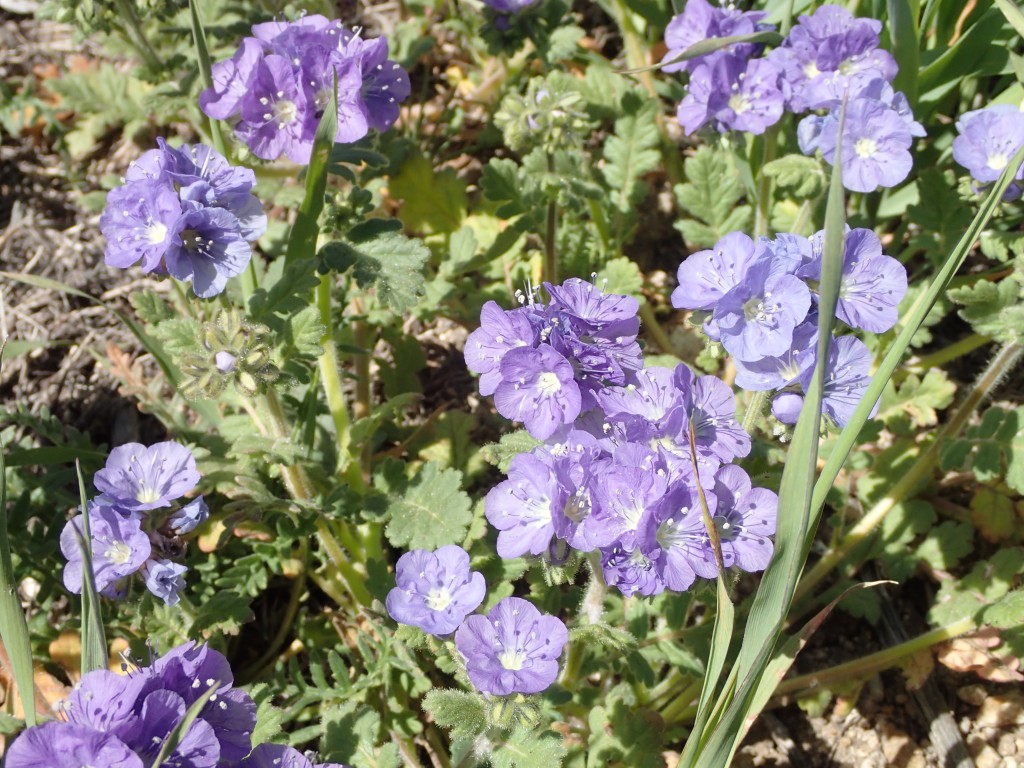 Baby blue eyes (Nemophila menziesii) in Gorman, CA. 2 April 2016 © Allison J. Gong