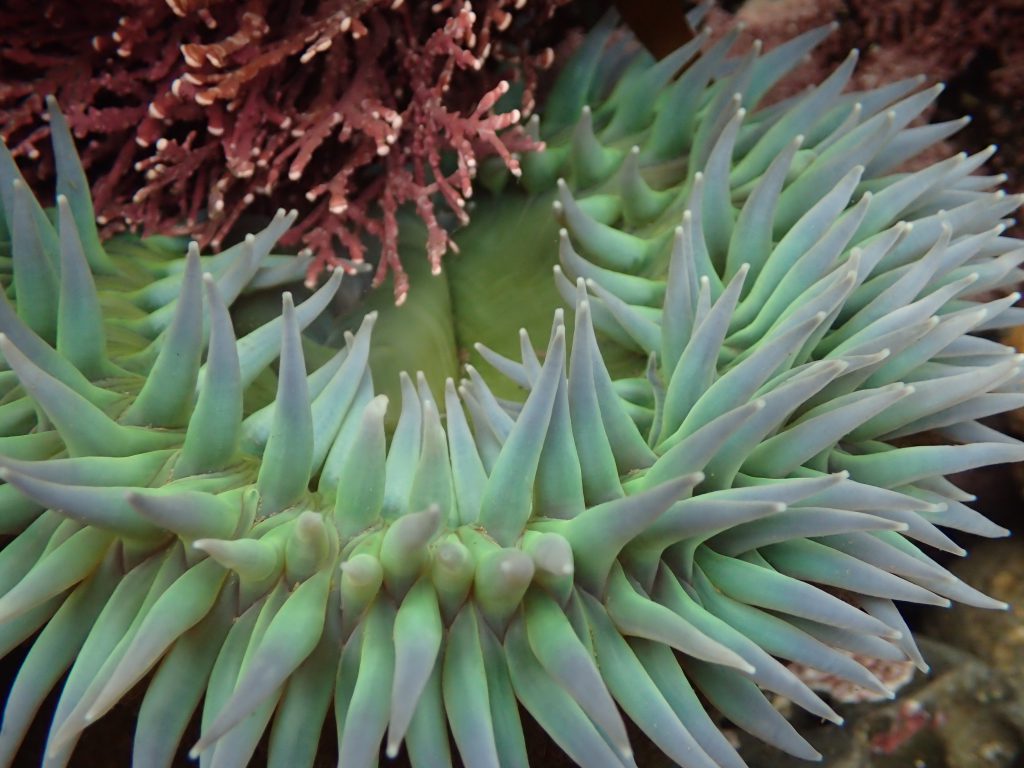 Anthopleura xanthogrammica at Pigeon Point 24 April 2016 © Allison J. Gong