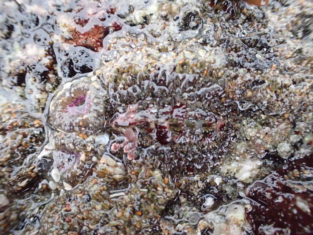 A small (~2 cm long) chiton, Mopalia muscosa, nicely camouflaged on a rock at Mitchell's Cove. 8 June 2016 © Allison J. Gong
