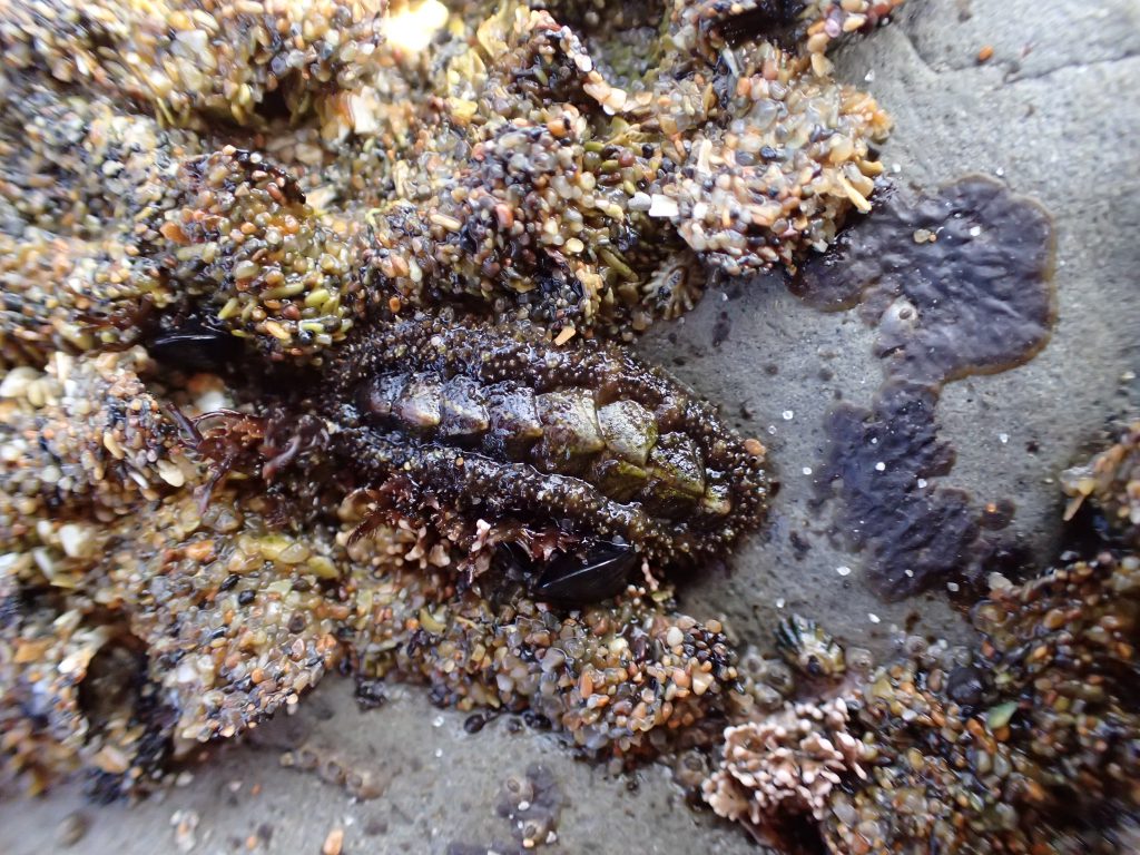 Nuttallina californica, one of the most common chitons at Natural Bridges. 10 June 2016 © Allison J. Gong