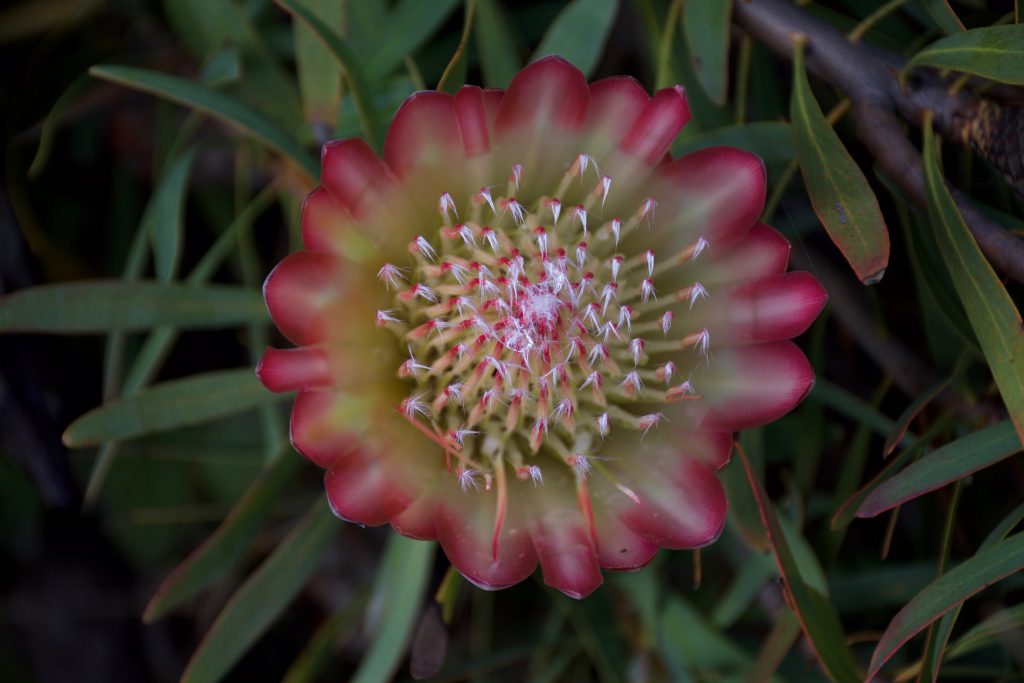 Protea blossom in the South African garden of the UCSC Arboretum 1 November 2016 © Allison J. Gong 