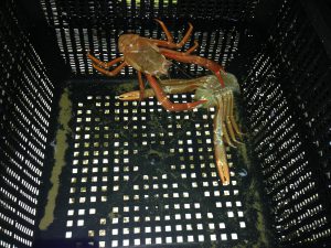 Pelagic crab (P. planipes) and its molt. 22 November 2016 © Allison J. Gong
