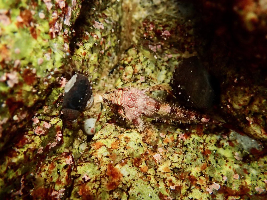 Sculpin in a tidepool at Asilomar State Beach. The fish is colored pink and brown, to match its surroundings in the tidepool.
