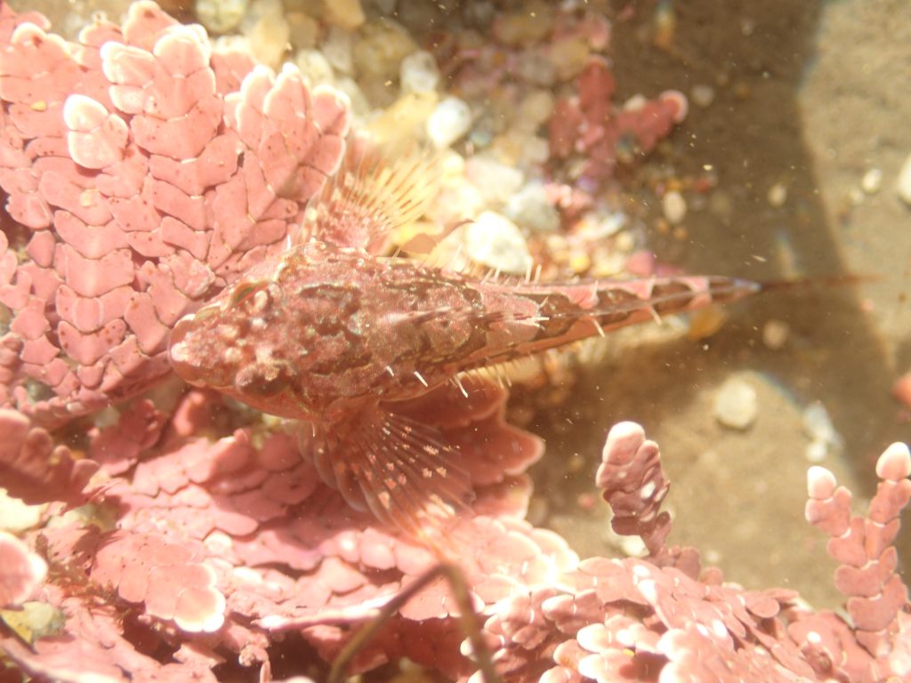 Sculpin in a tidepool at Davenport Landing. The fish is mottled pink and brown, for camouflage among the pink coralline algae in the pool.