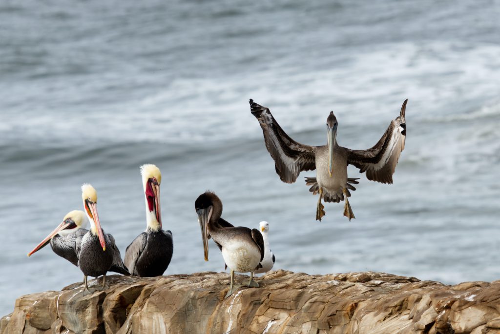 Four brown pelicans (Pelecanus occidentalis) on a rock. A subadult pelican is coming in for a landing.