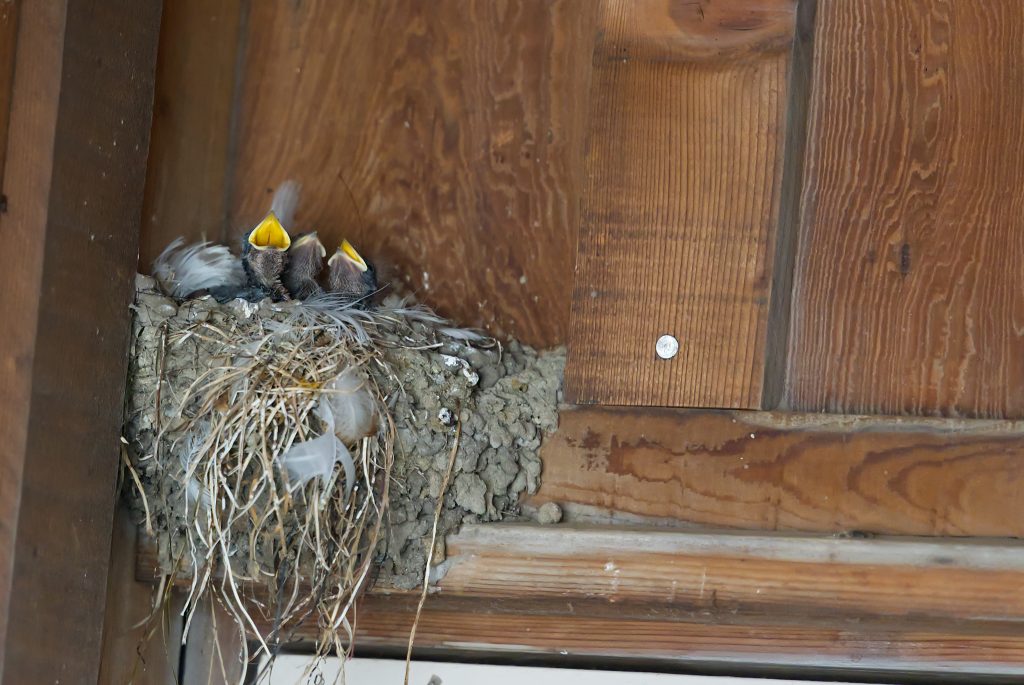 Three nestling barn swallows