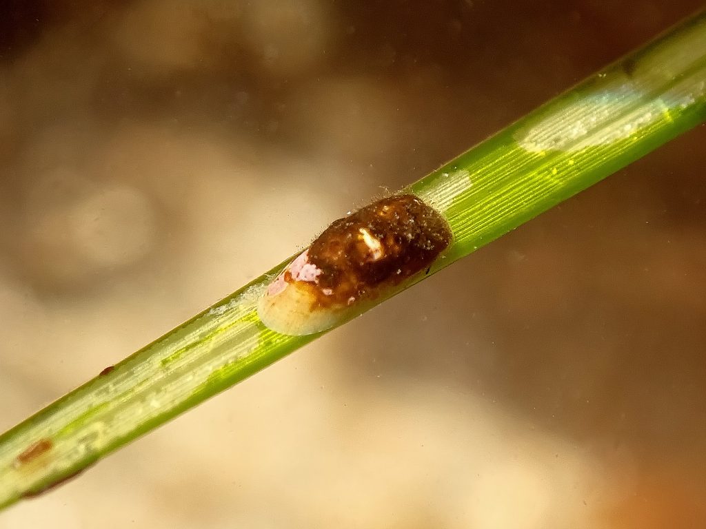 Top view of surfgrass limpet on leaf of surfgrass