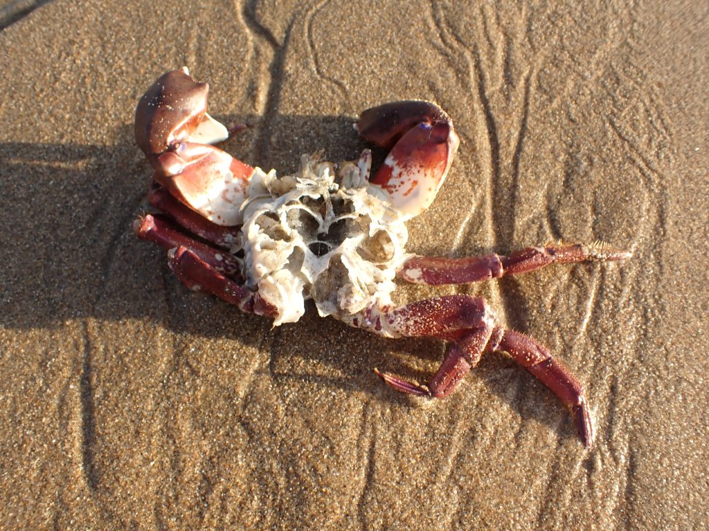 Rock crab molt on sand