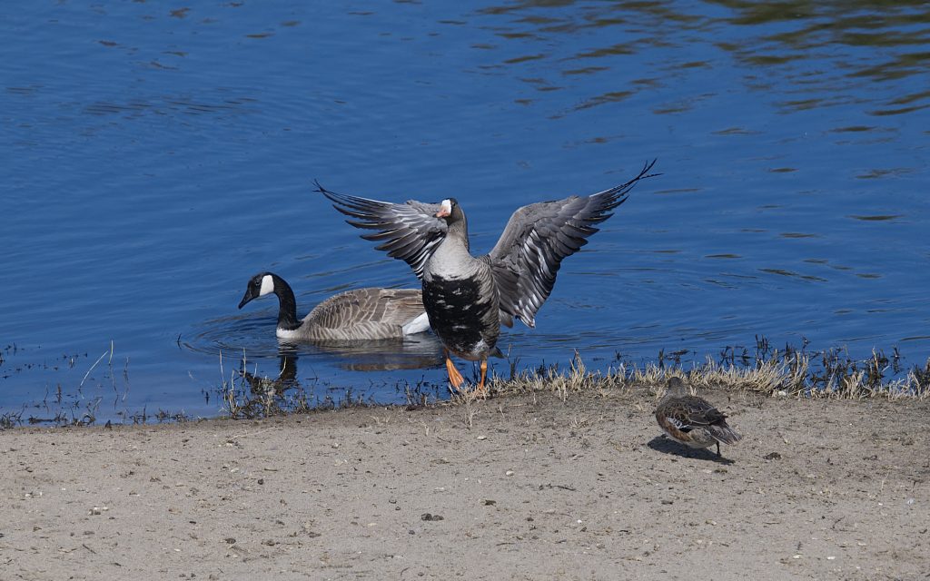 Canada goose in water, greater white-fronted goose on land with wings outspread