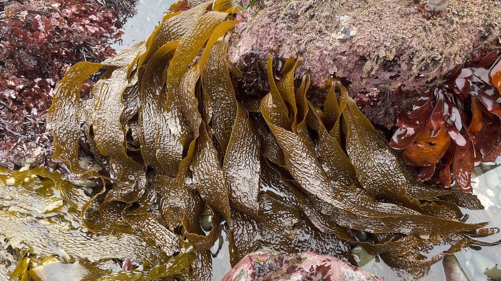 Blades of a brown seaweed with a waffle-like texture