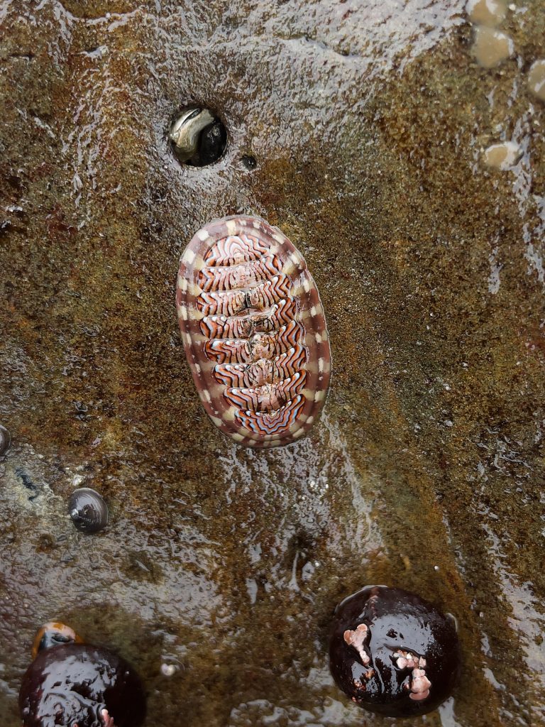 Chiton with dark wavy lines on the shell plates and alternating pink and beige patches on the girdle
