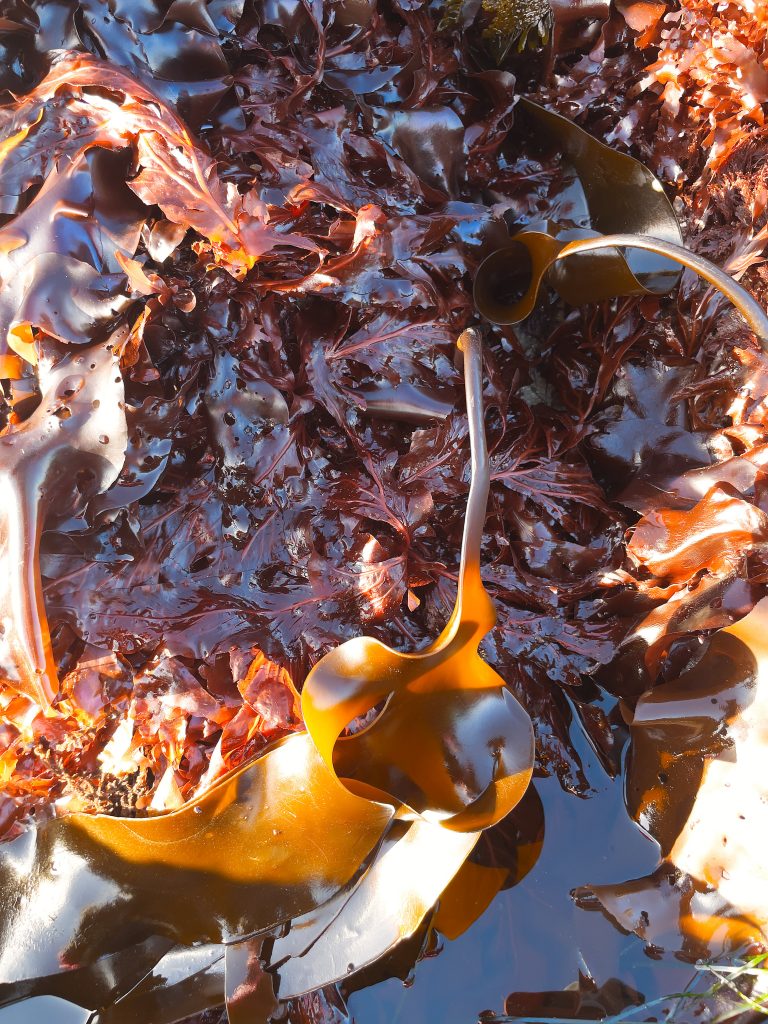 Leafy red seaweed and a brown kelp