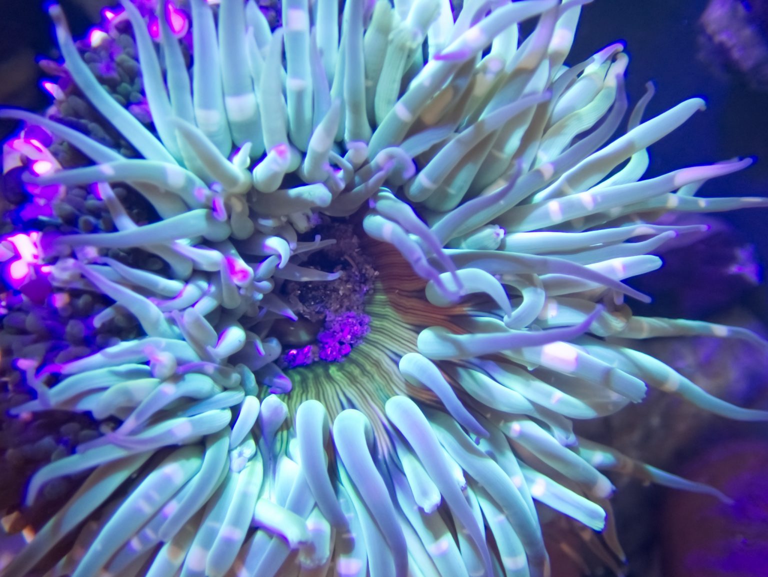 glow-notes-from-a-california-naturalist
