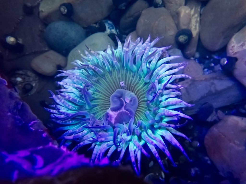Sea anemone under UV light