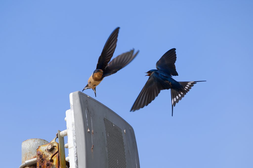 Bird perched on a sign
