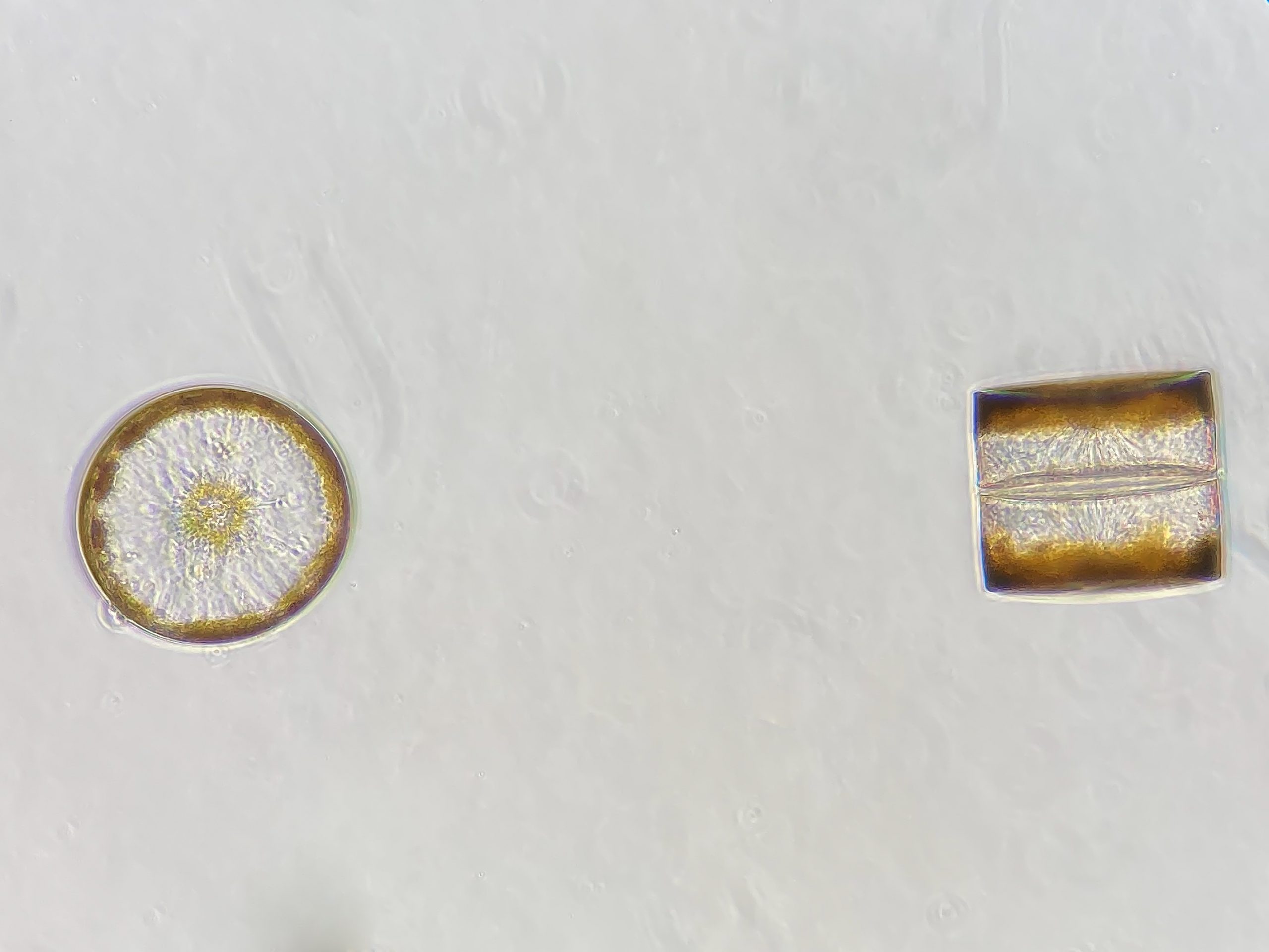Plankton Notes From A California Naturalist Plankton Notes From A California Naturalist