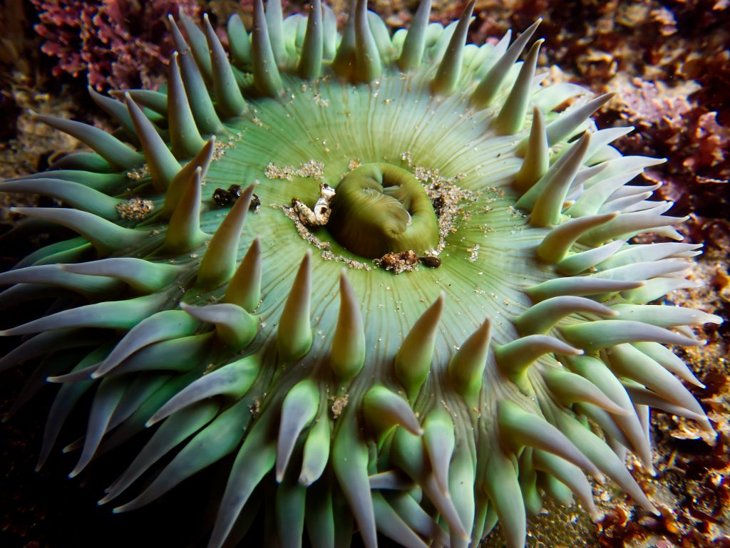 Large bright green sea anemone