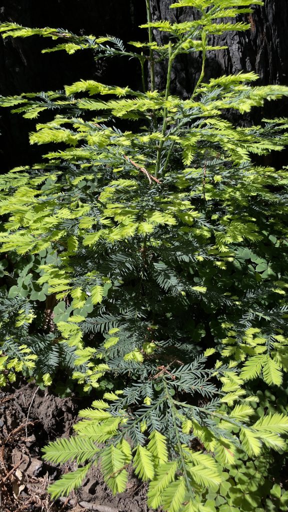 Young redwood sprouts, with new growth in bright green