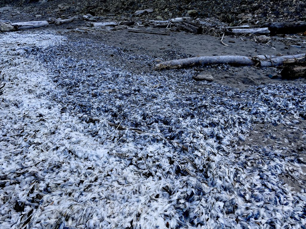 Dense mass of small white objects on left side, directly adjacent to dense mass of small blue objects to the right