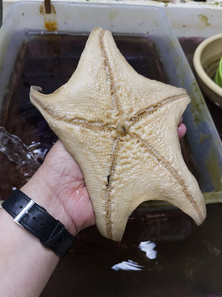 Hand holding a 5-pointed star-shaped animal, cream in color